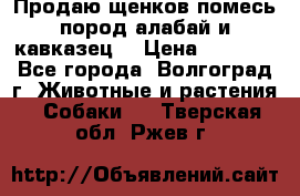 Продаю щенков помесь пород алабай и кавказец. › Цена ­ 1 500 - Все города, Волгоград г. Животные и растения » Собаки   . Тверская обл.,Ржев г.